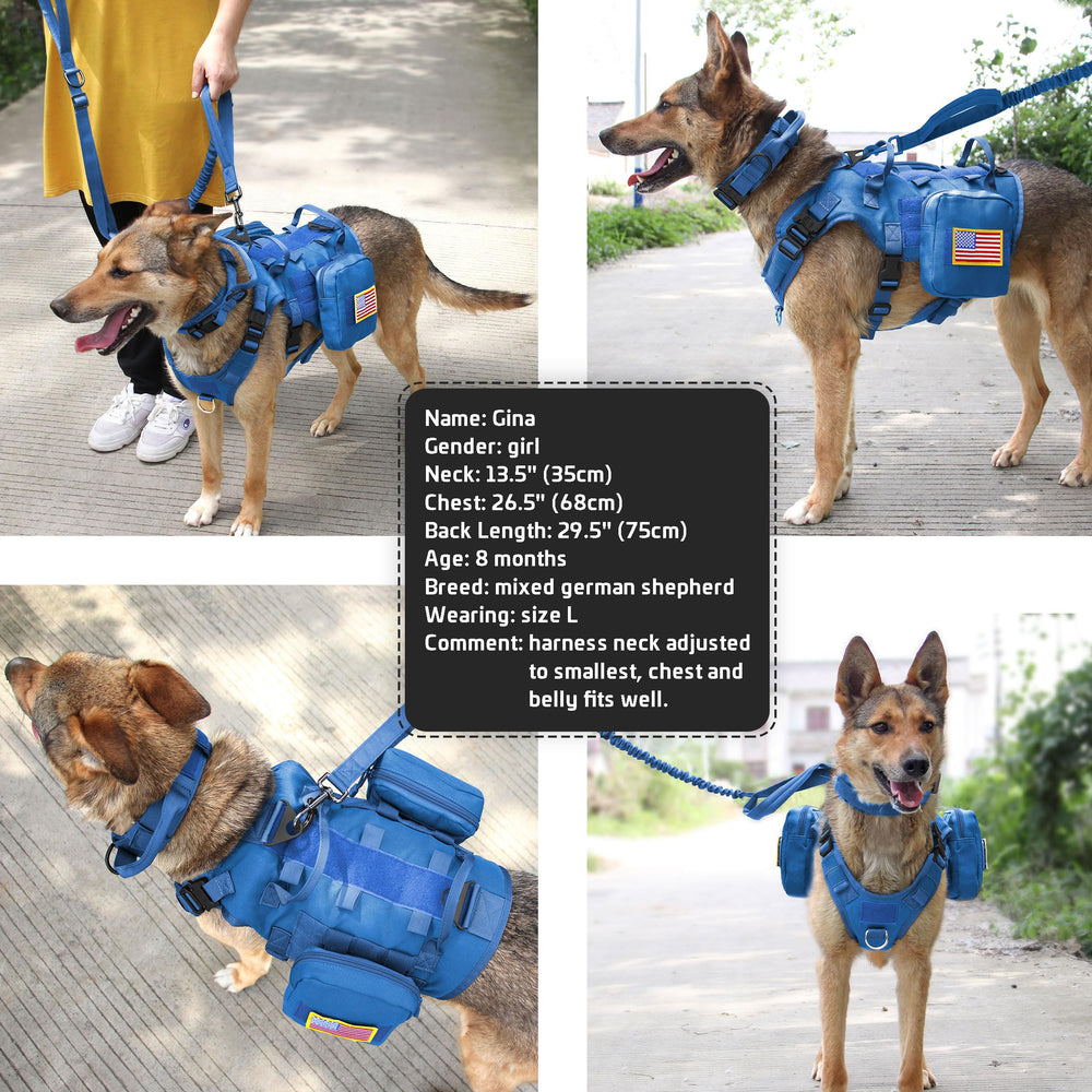 Forestpaw blue harness in use on a dog during an urban-walk scenario