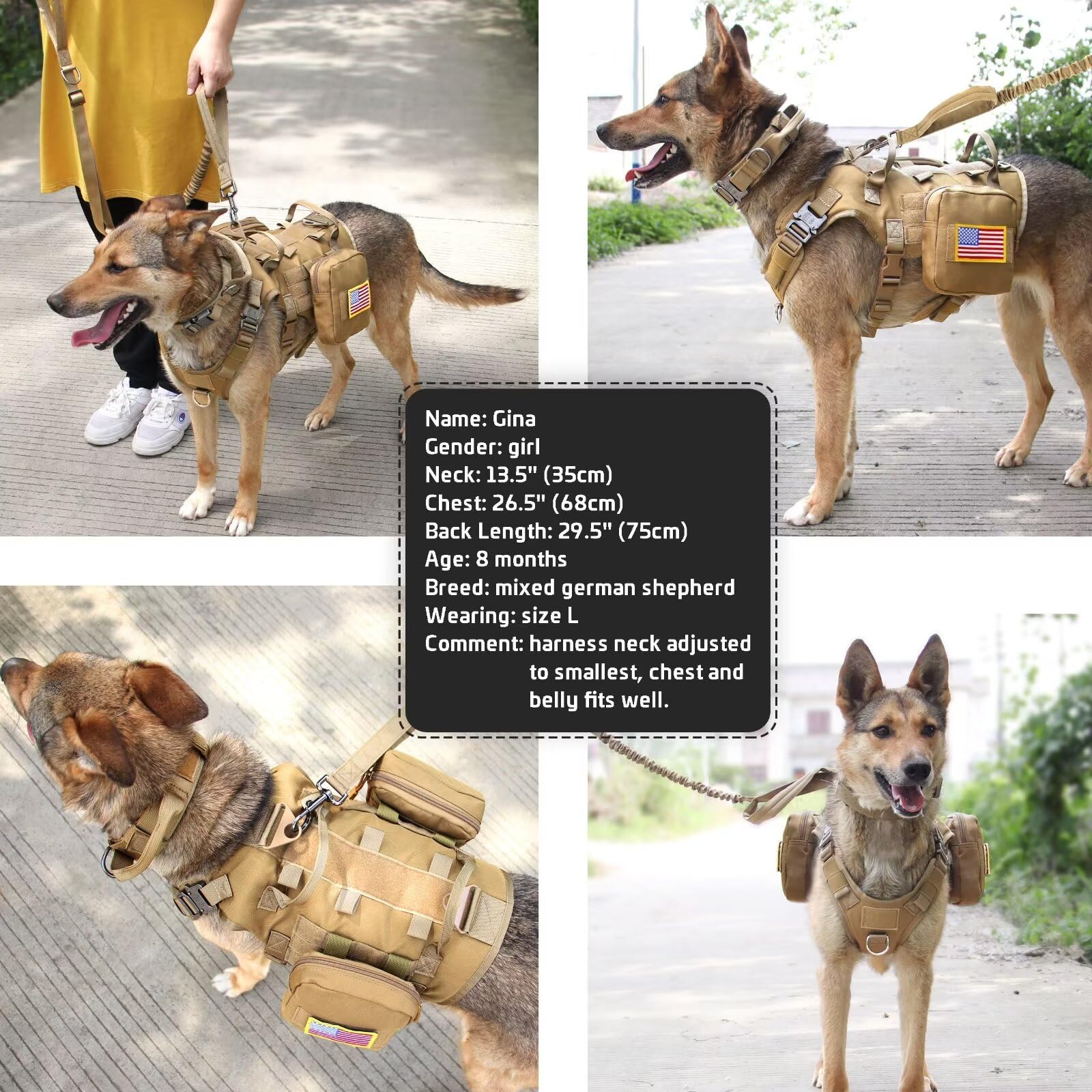 Forestpaw urban walking and training setup for active dogs