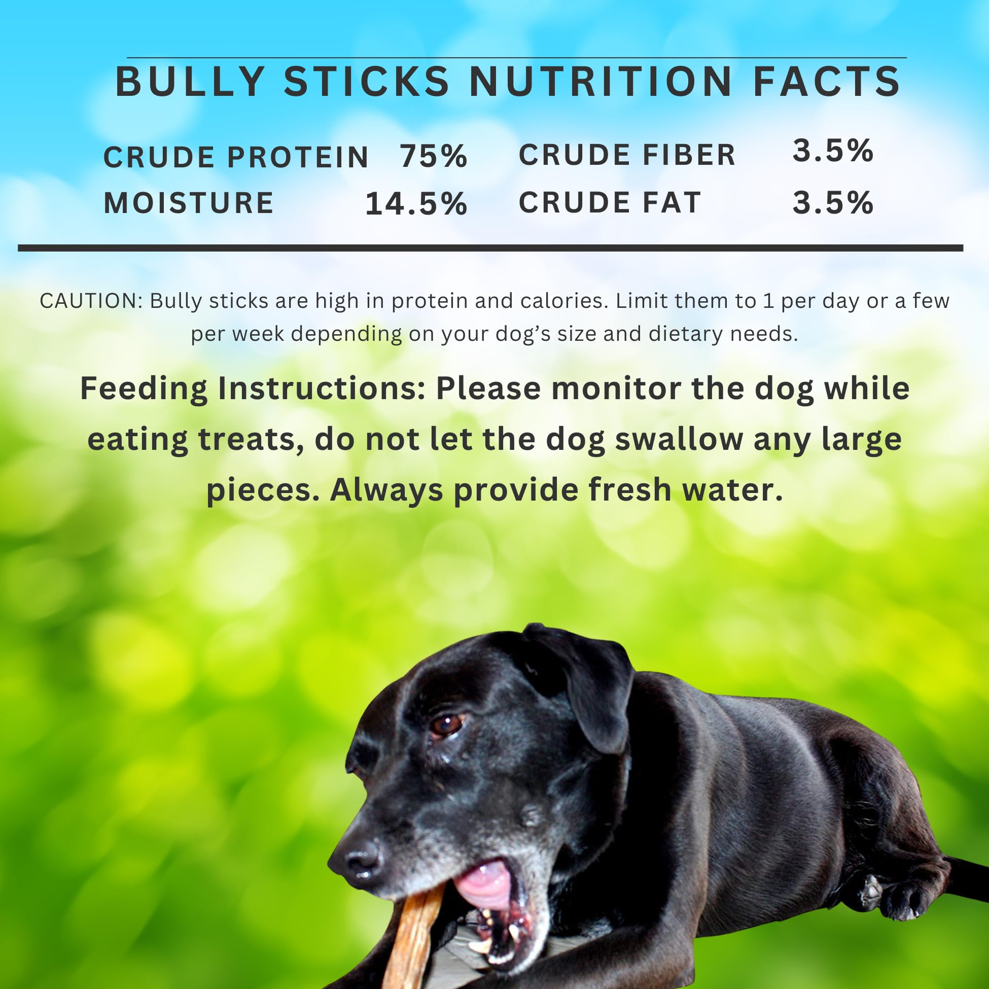 forPups Regular bully sticks being chewed by a small dog, showcasing dental-friendly snack