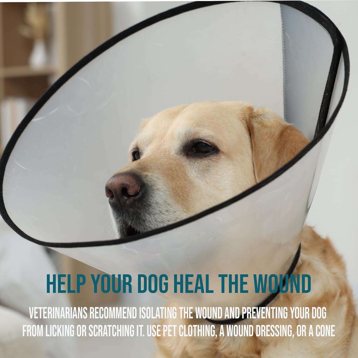 Forticept Blue Butter jar with clear label emphasizes non-toxic, gentle pet care.