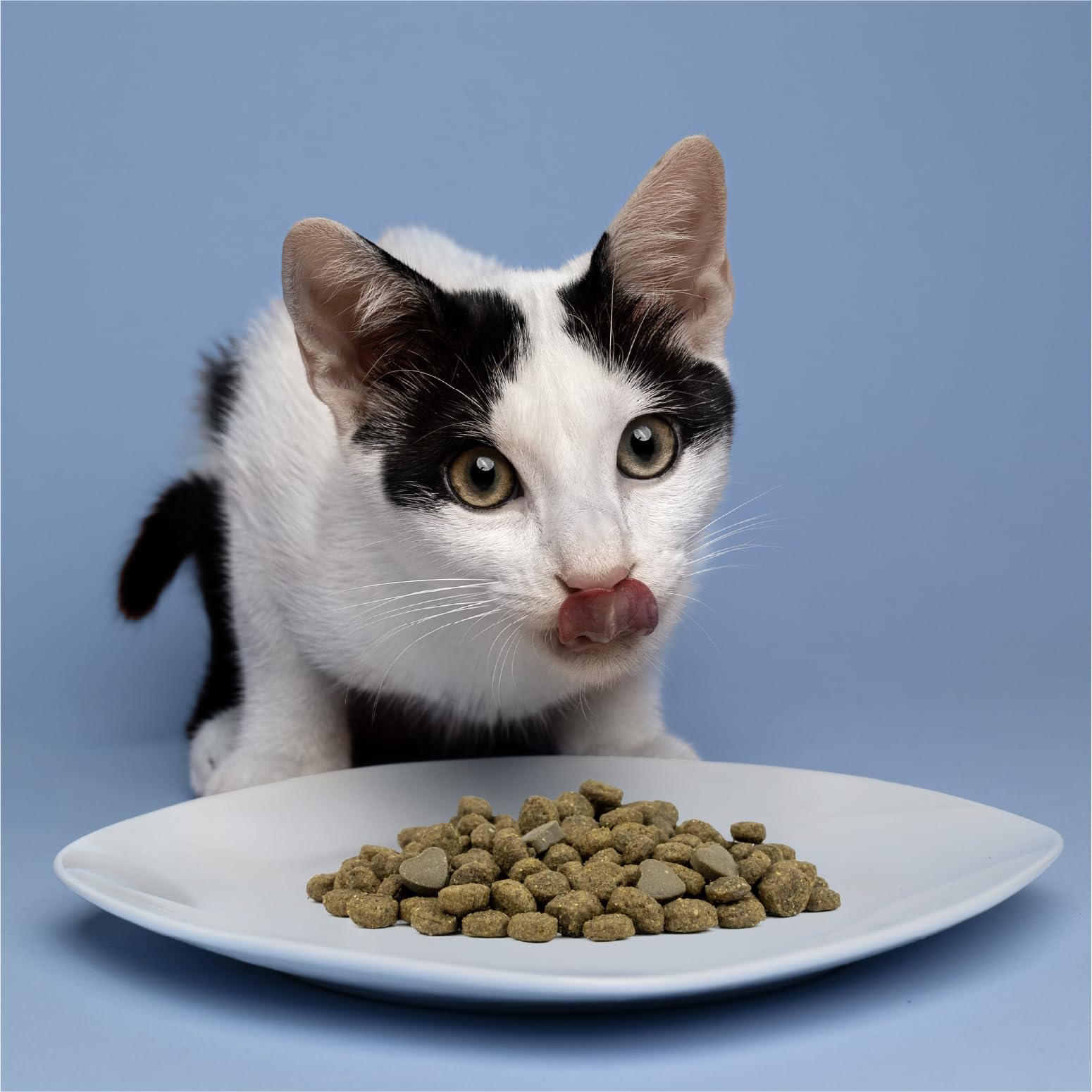 Forza10 cat food feeding setup image demonstrates practical serving idea