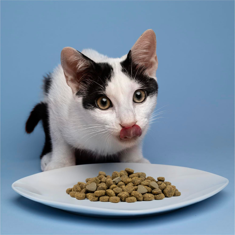 Forza10 cat food feeding setup image demonstrates practical serving idea