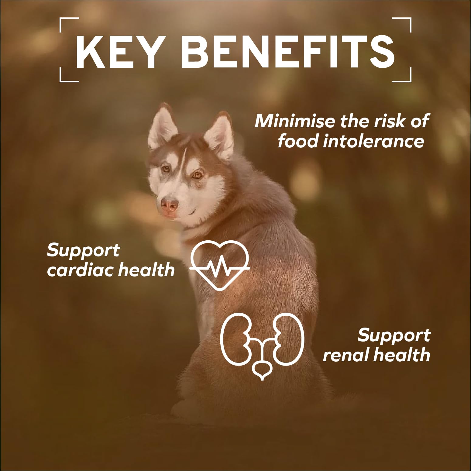 Forza10 hydrolyzed protein feature aids dogs with sensitivities
