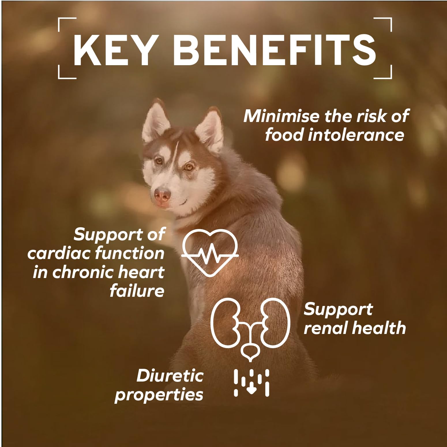 Forza10 non-GMO wheat and soy-free formula for balanced meals.
