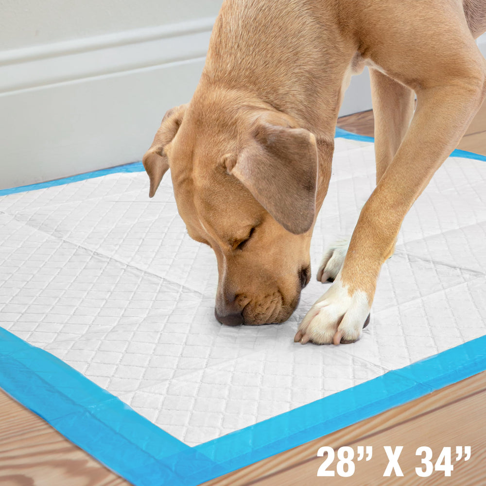 Four Paws Wee-Wee large-breed use shows indoor potty zone setup.