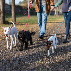 FOVRLZSE green slip lead offers a safer, more visible park accessory.