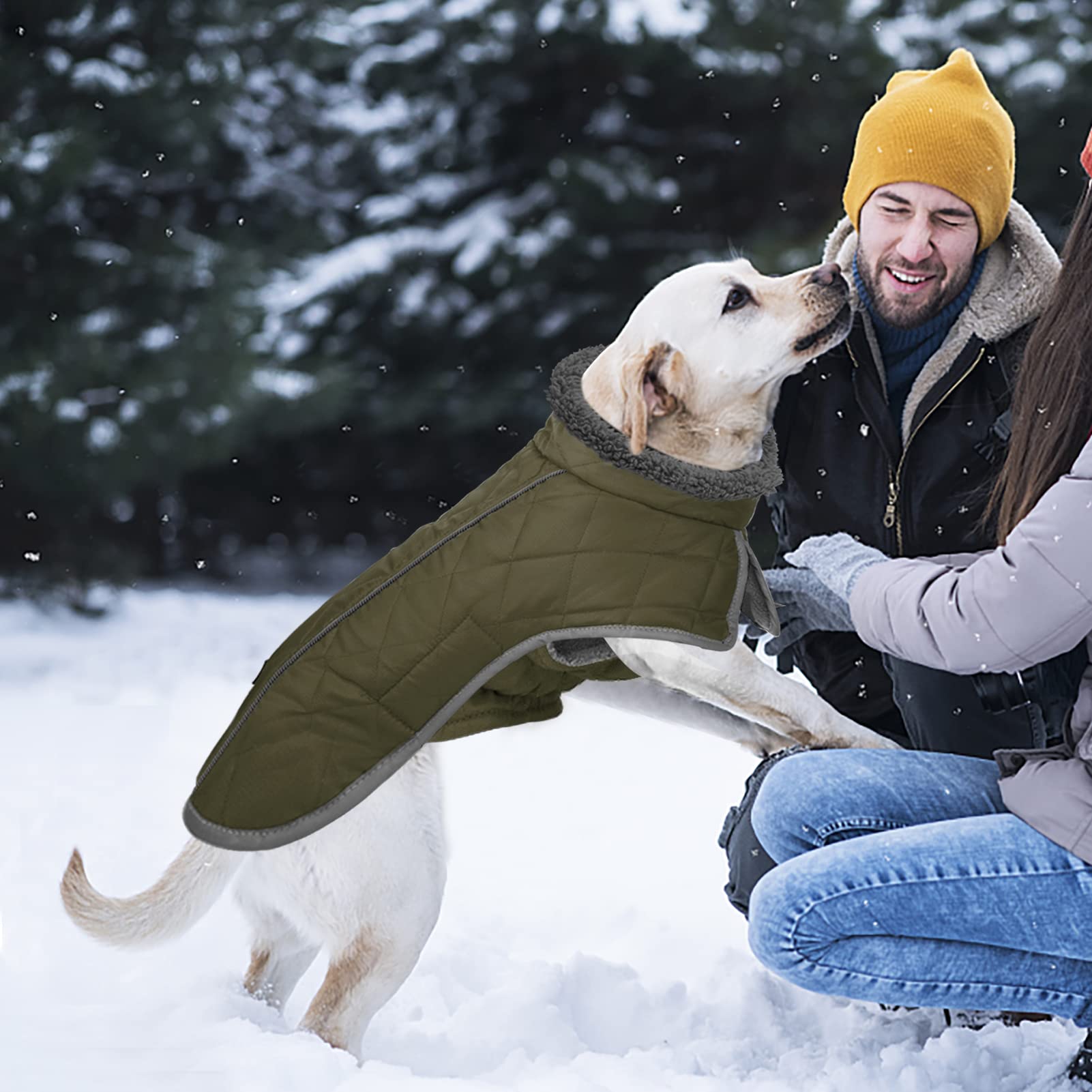 Fragralley armygreen xxxl dog coat shown on a large dog outdoors