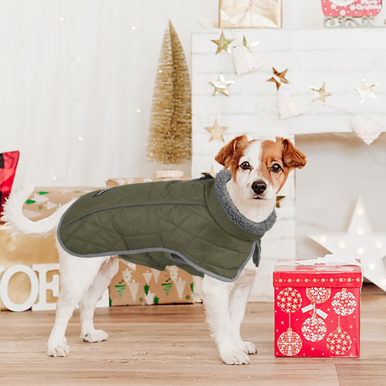 Fragralley dog coat adjustable-velcro neck-and-belly for a snug, comfortable fit.