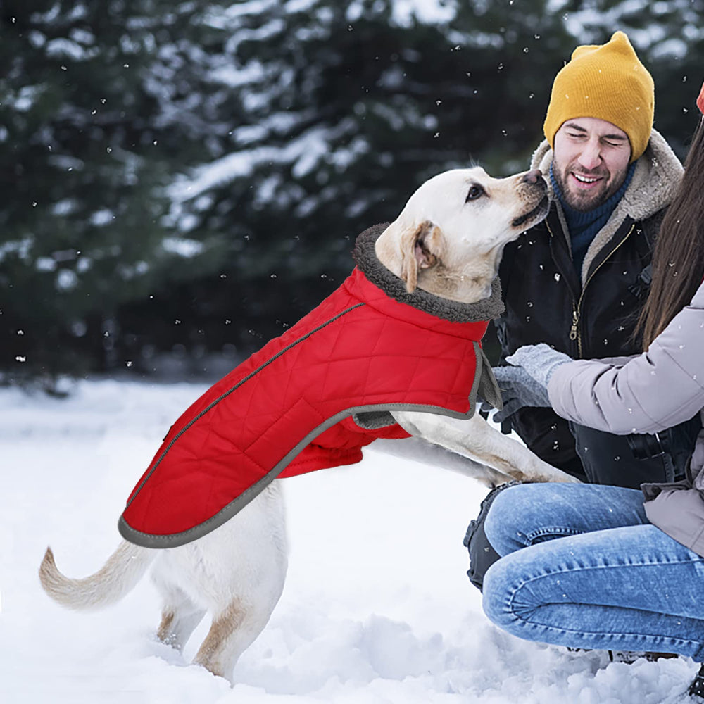 Fragralley dog coat ready for cold-weather outdoor wear and adventures.