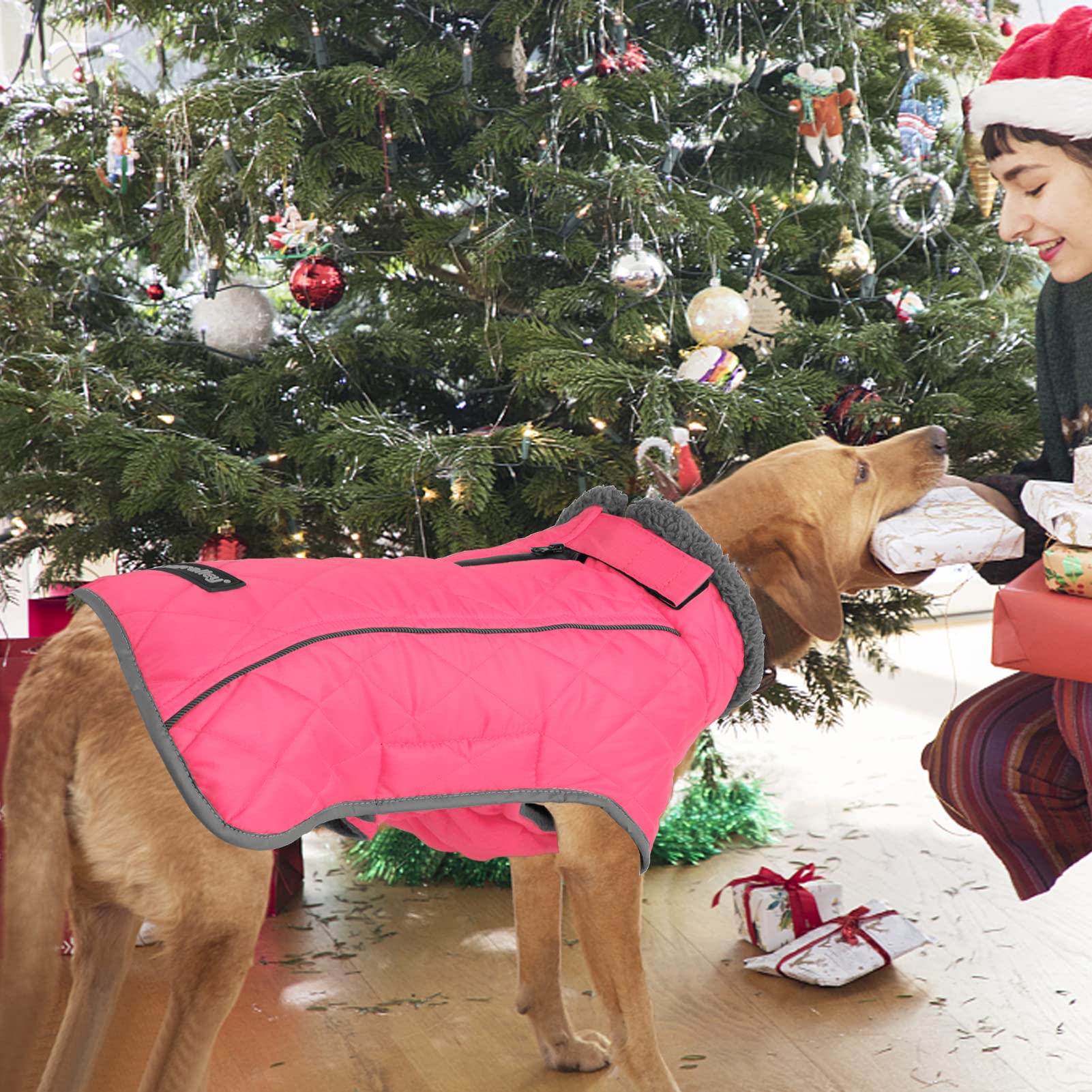 Fragralley leg straps prevent coat shift during play