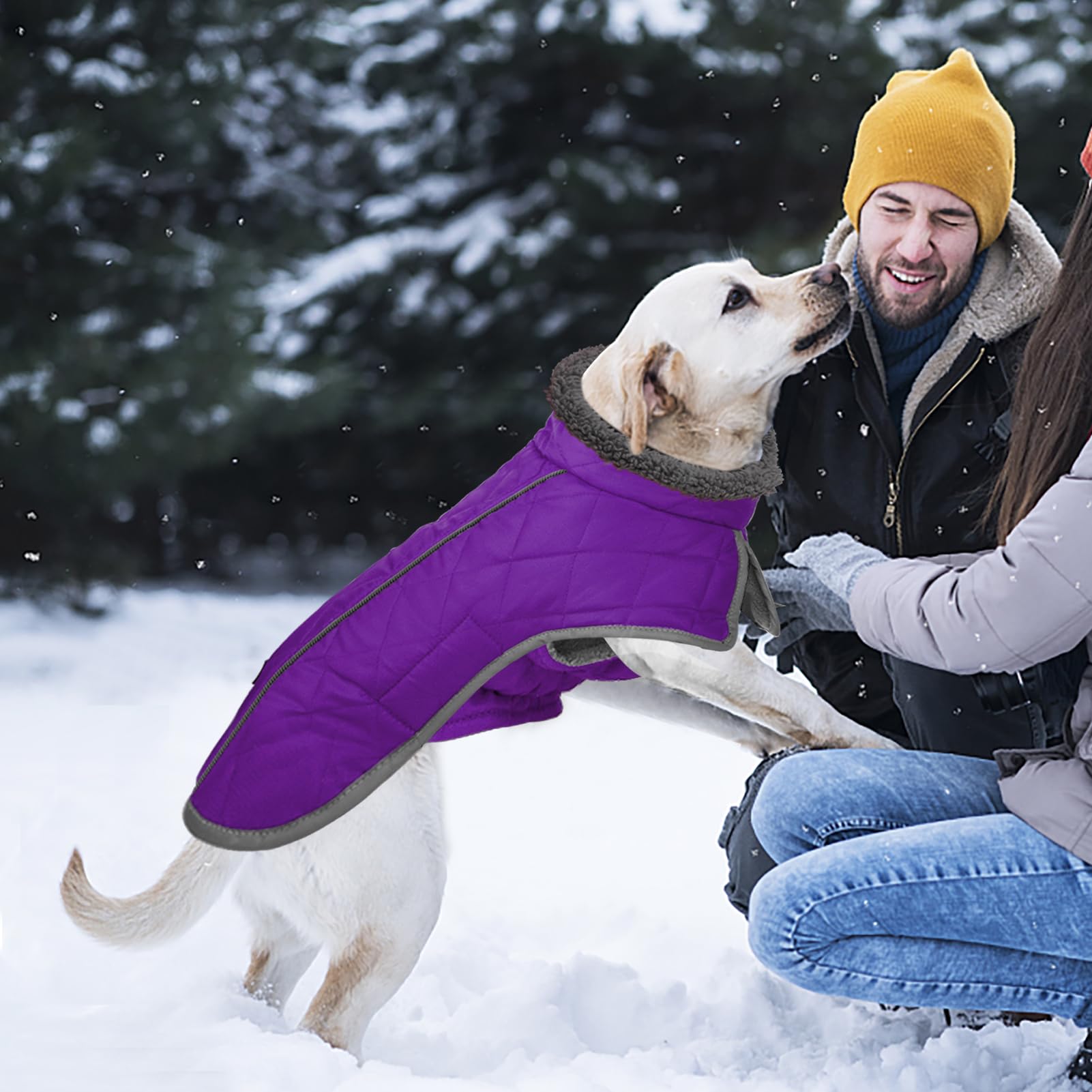 Fragralley dog coat purple M ready for rain during daily walks.