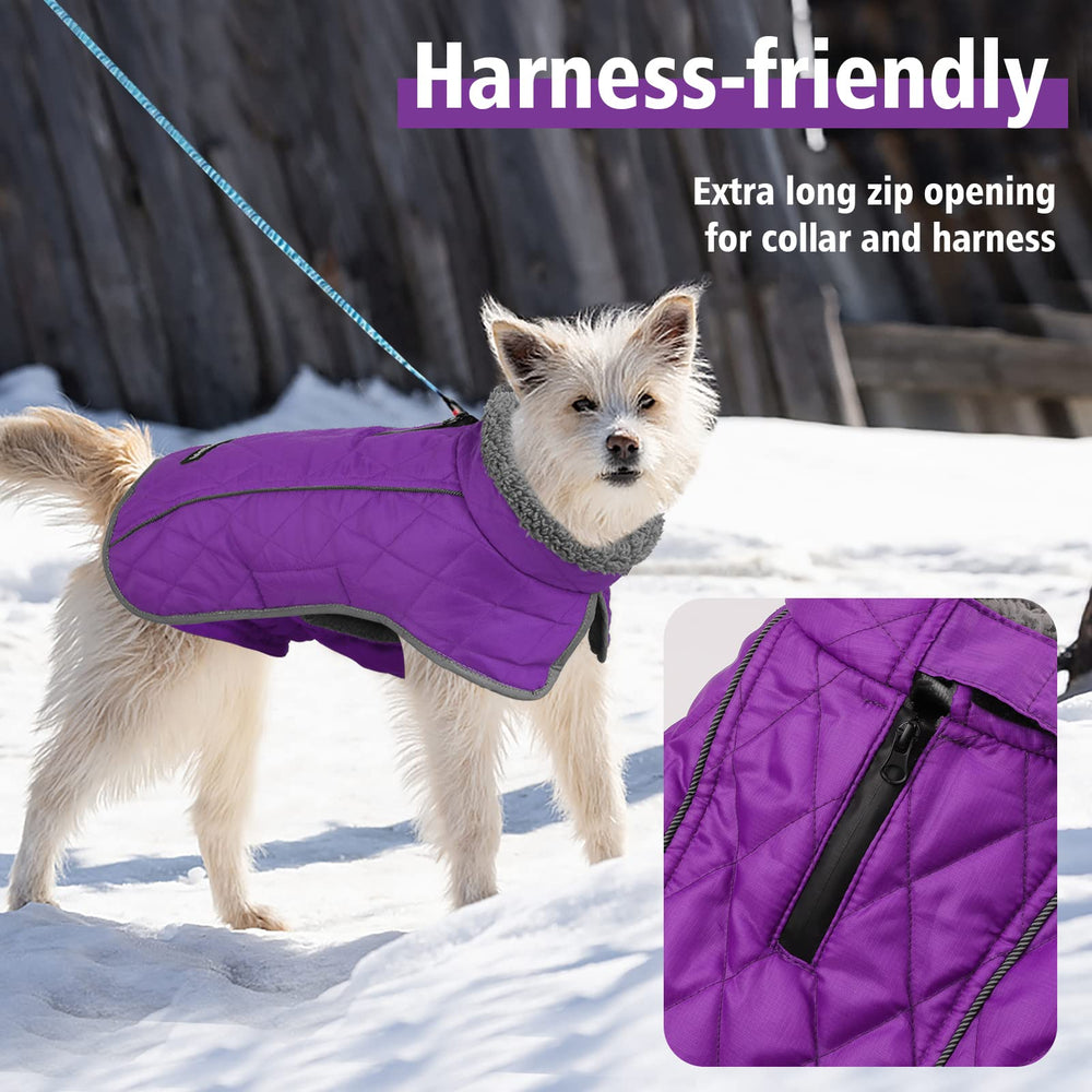 Fragralley coat purple M leash hole for secure outdoor walks.