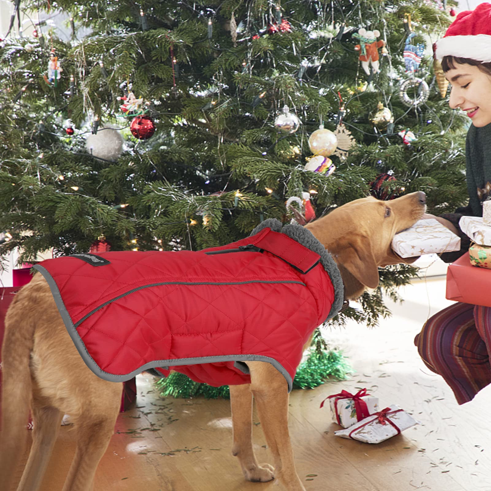 Fragralley dog coat two leg straps keep coat in place during play.