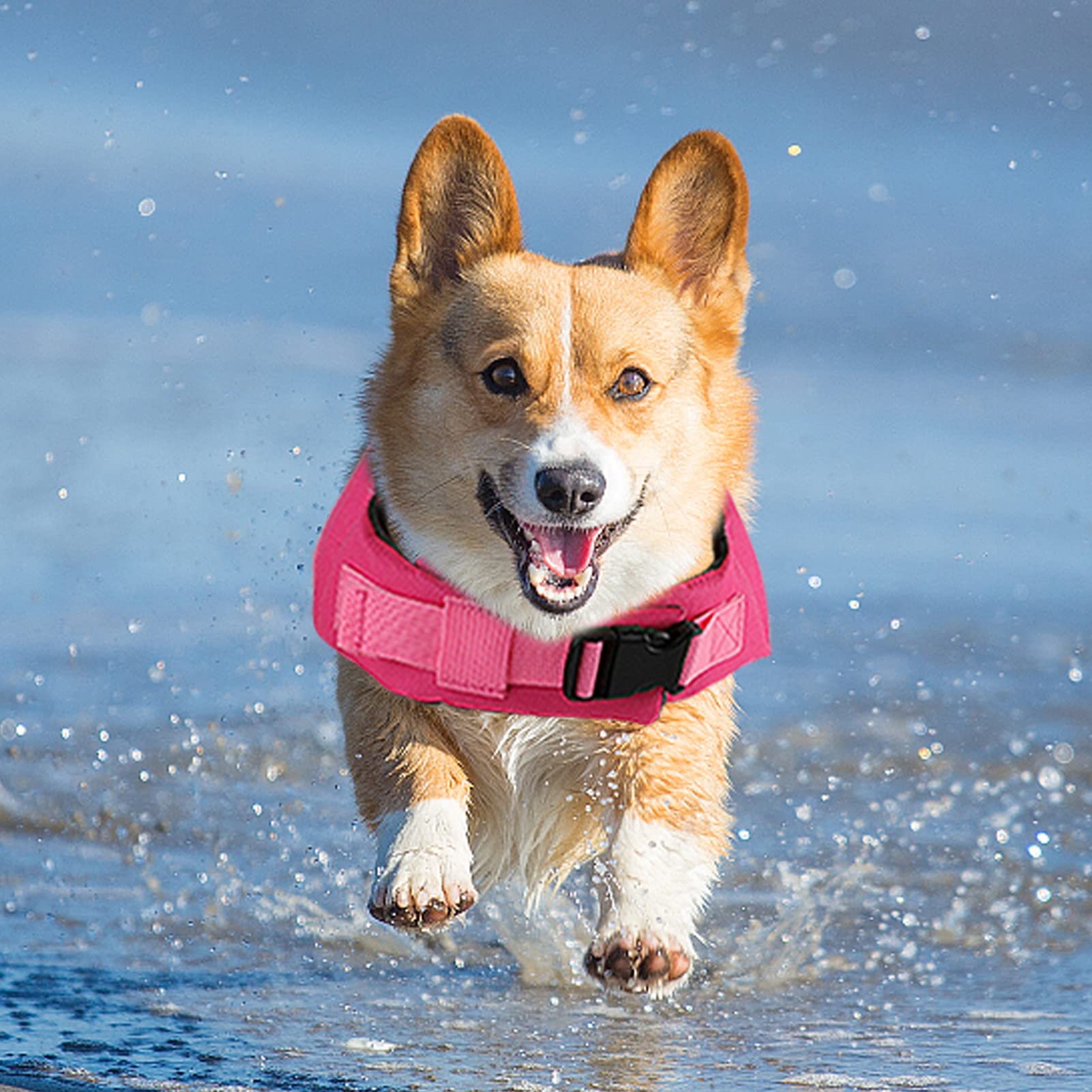 Fragralley dog life vest provides high buoyancy for confident swimming lessons.