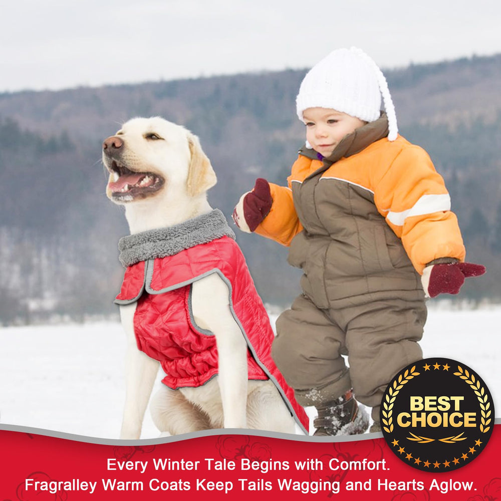 Fragralley dog puffer-style coat with rear leg strap stays in place.