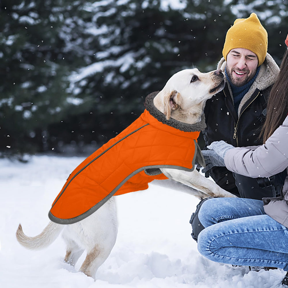 Fragralley orange color dog coat increases easy spotting during outings.