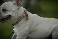 FreezeTag collar-attachment shows quick, secure tag switching
