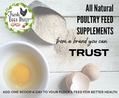 Fresh Eggs Daily ducklings growth image shows yeast supplement supporting bone development.