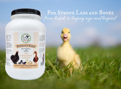 Fresh Eggs Daily duck-feeding scene shows brewers yeast supplement boosting daily nutrition for ducks.