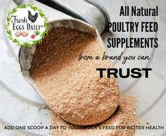 Fresh Eggs Daily Poultry Probiotics helping coop odor control during daily use.