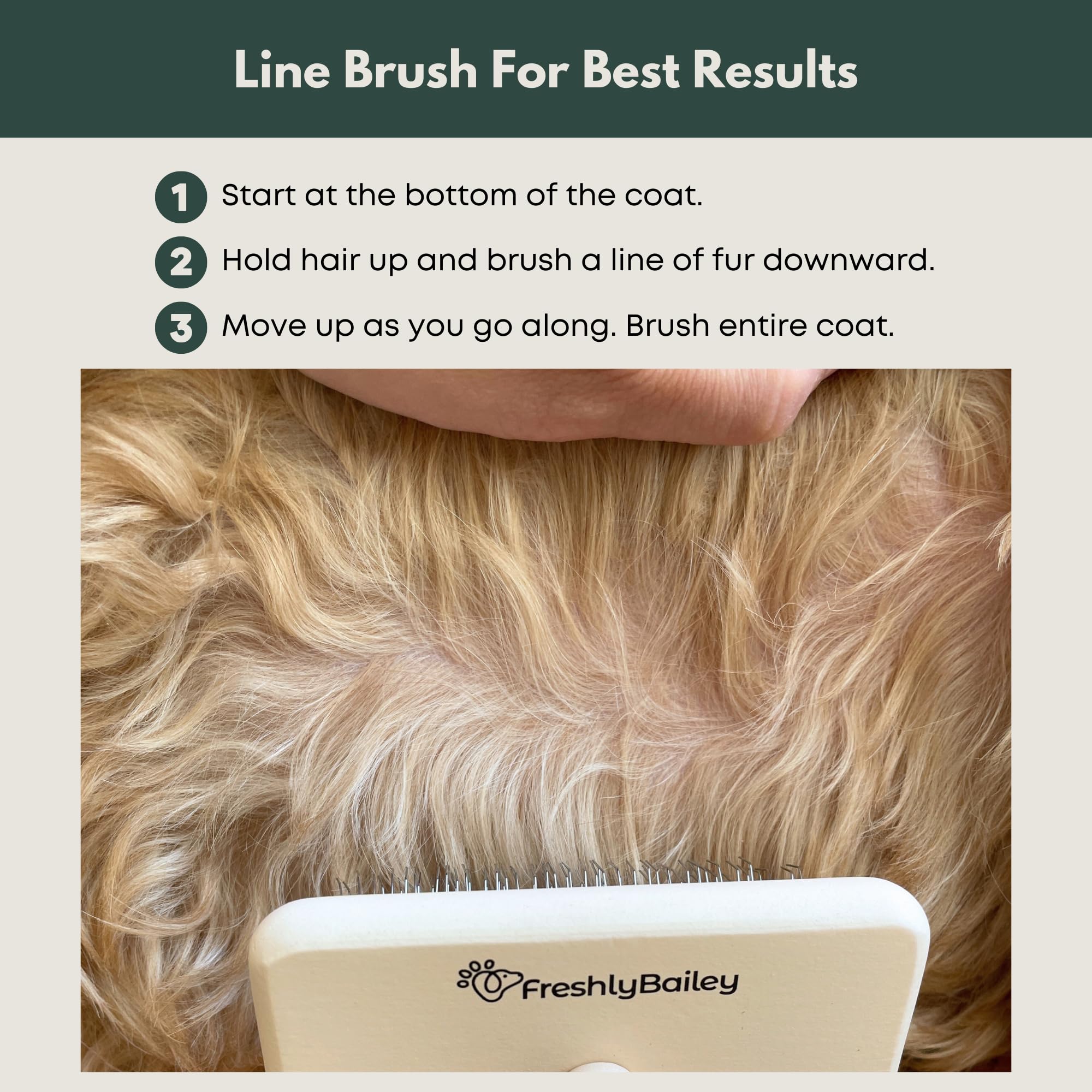 Deshedding action with Freshly Bailey Doodle Slicker Brush for fluffy coats