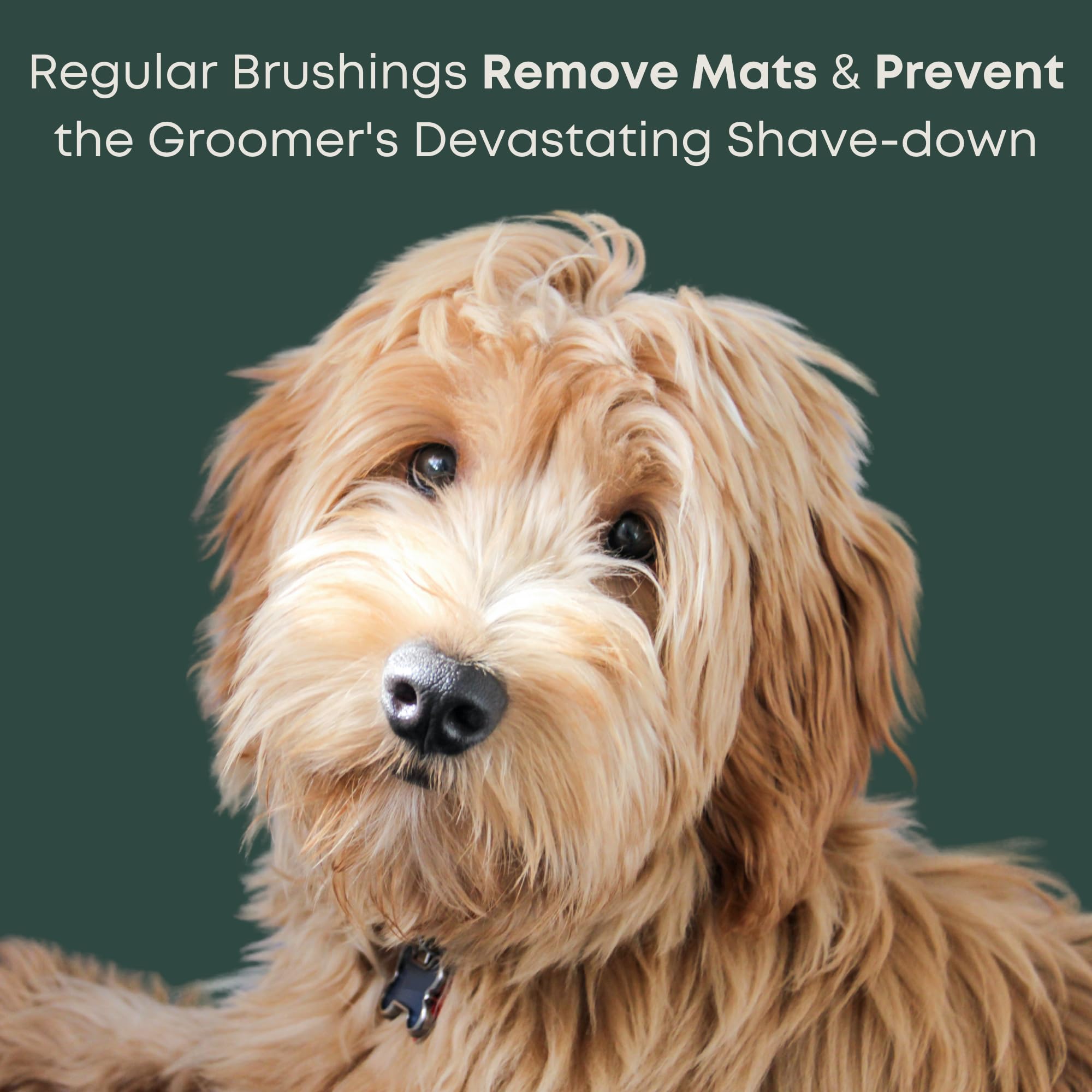 Medium-long coats brushed by Freshly Bailey Doodle Slicker Brush