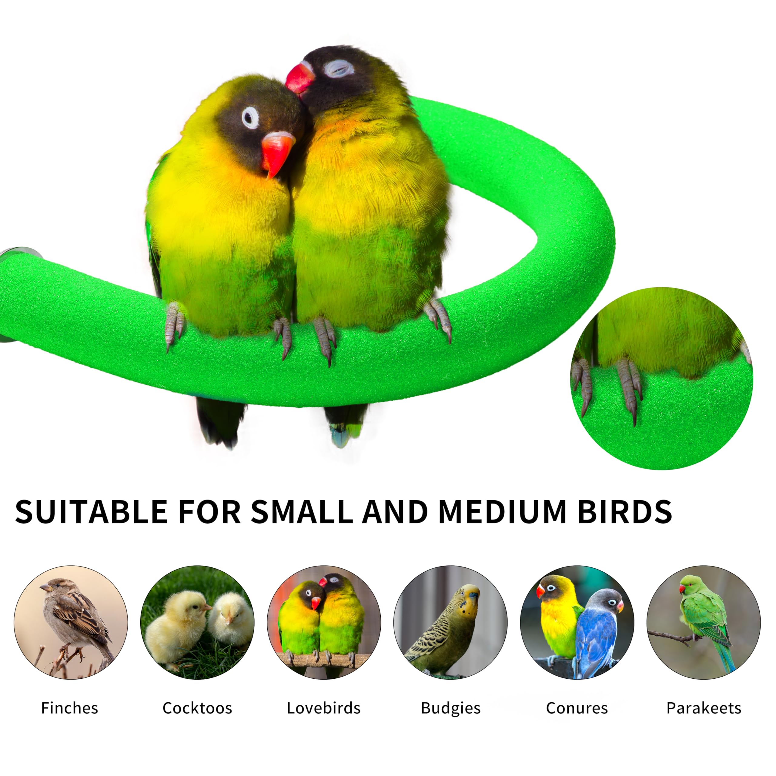 FrgKbTm parrot perch placed near food and water supports easy access.