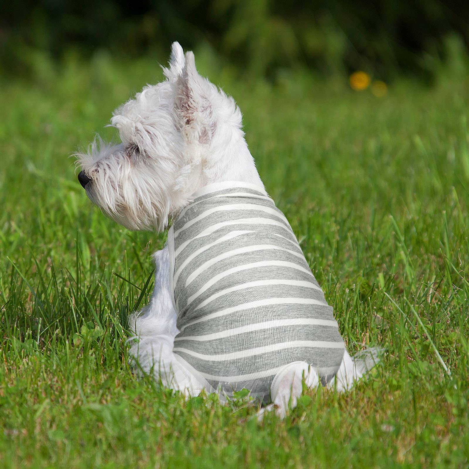 Frienda female dog diapers shown in various outfits and uses