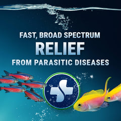 ParaCleanse dosing packets simplify precise treatments for tanks.