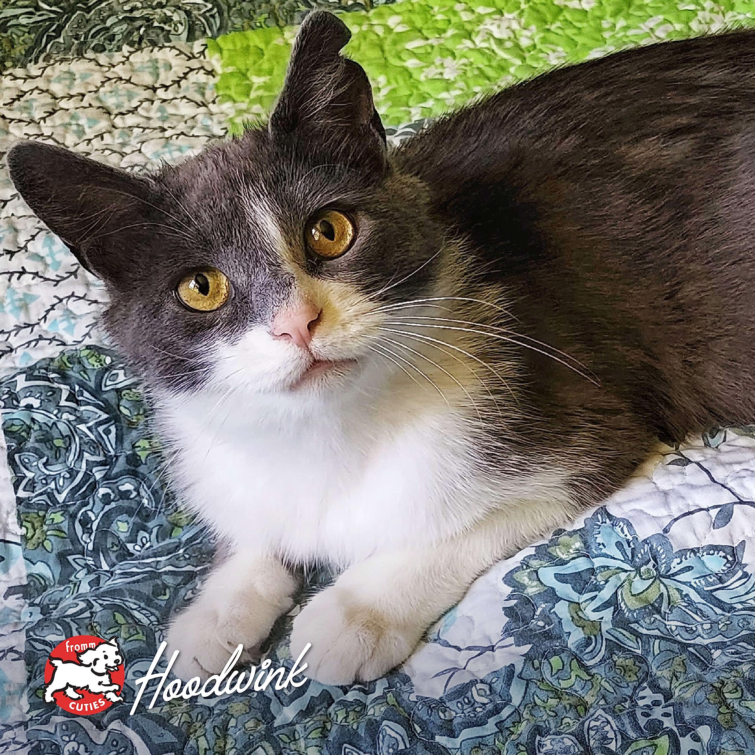 Fromm all-breeds-ages cat food packaging indicating suitability for cats of any age.