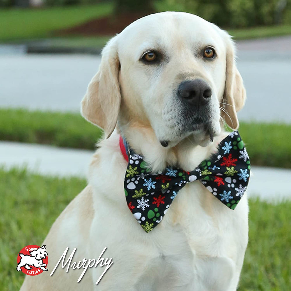 All life stages suitability with Fromm Lamb & Lentil for dogs of all ages.