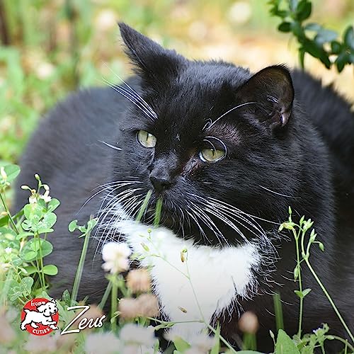 Fromm Four-Star Beef Livattini Veg cat food in a ready bowl.