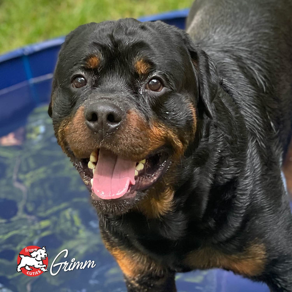 Fromm Four-Star dog food serving suggestions for small, medium, and large breeds.