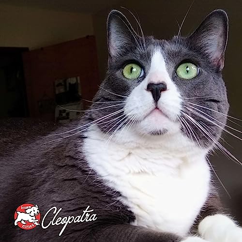 Fromm Four-Star grain-free game bird dry cat food serving scene, suggesting convenient feeding moments.