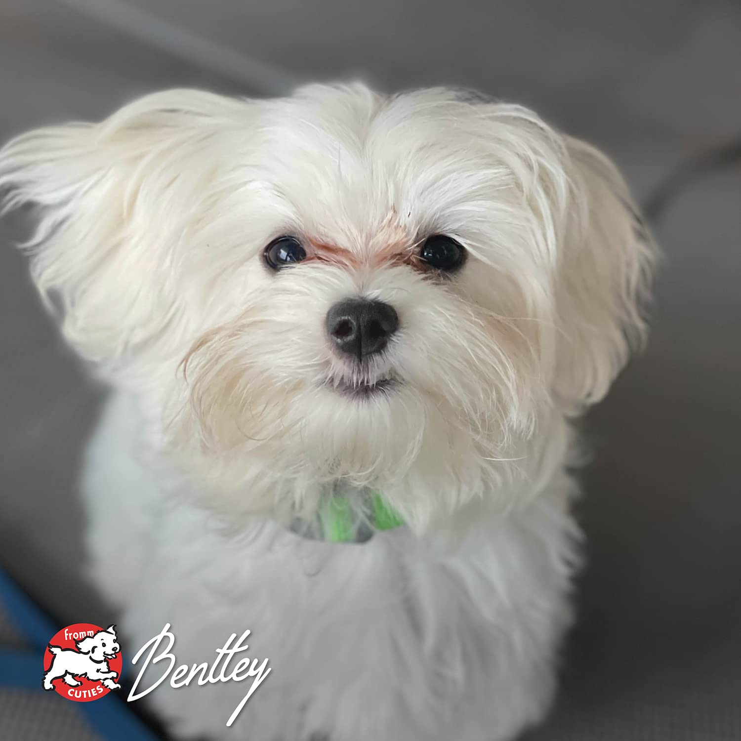 All life stages formula supports dogs of any size