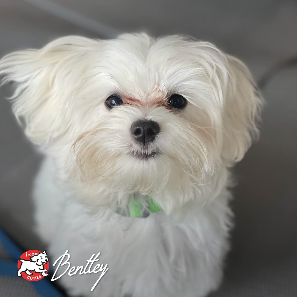 All life stages formula supports dogs of any size