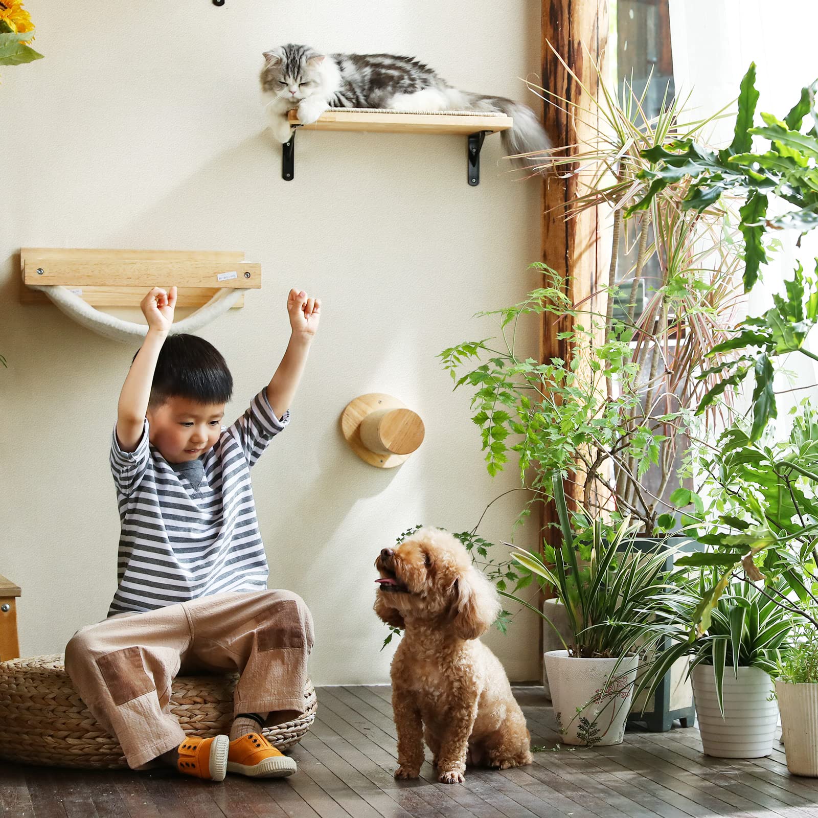 FUKUMARU wooden-shelf strong-construction image underscores safe, durable furniture for playful kittens.