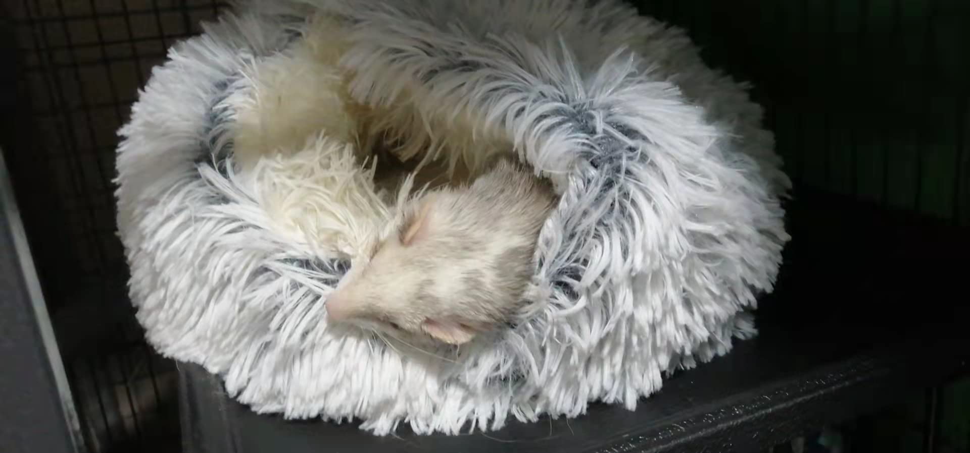 Fulue ferret cave gray two-ferret space for shared comfort.