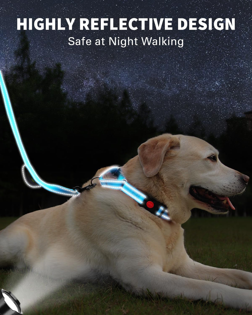 FunTags Night Reflektive Trim on collar and leash: high visibility during nighttime routes.