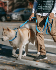 FunTags quick-release buckle collar sky blue with secure lock for easy on/off.