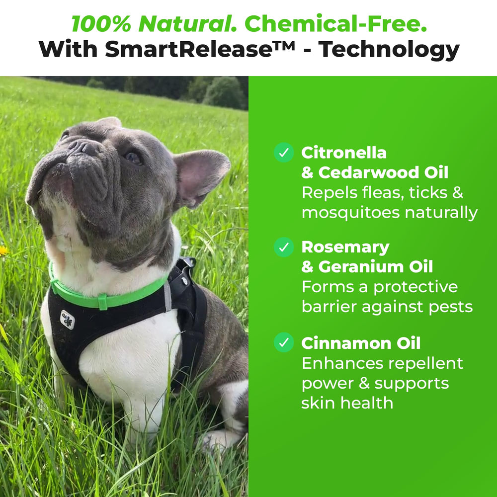 Adjustable FurLife collar on dog for secure, comfortable fit.