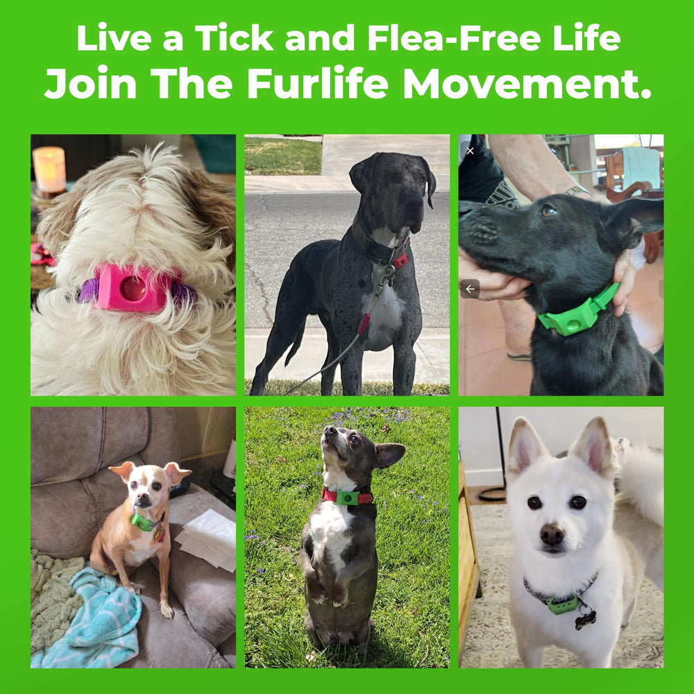 FurLife easy-clip dog tag attached to collar for hassle-free daily use