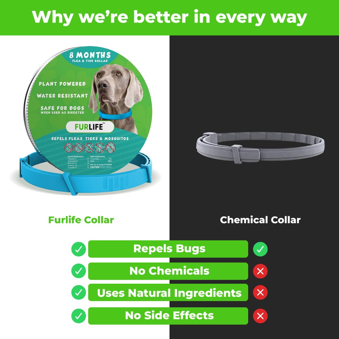 Dog wearing FurLife waterproof collar during swim.