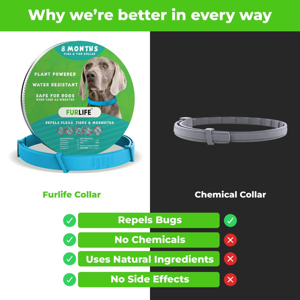 Dog wearing FurLife waterproof collar during swim.