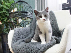 Furrybaby bed scene warmth highlights cozy space for pets on chilly days