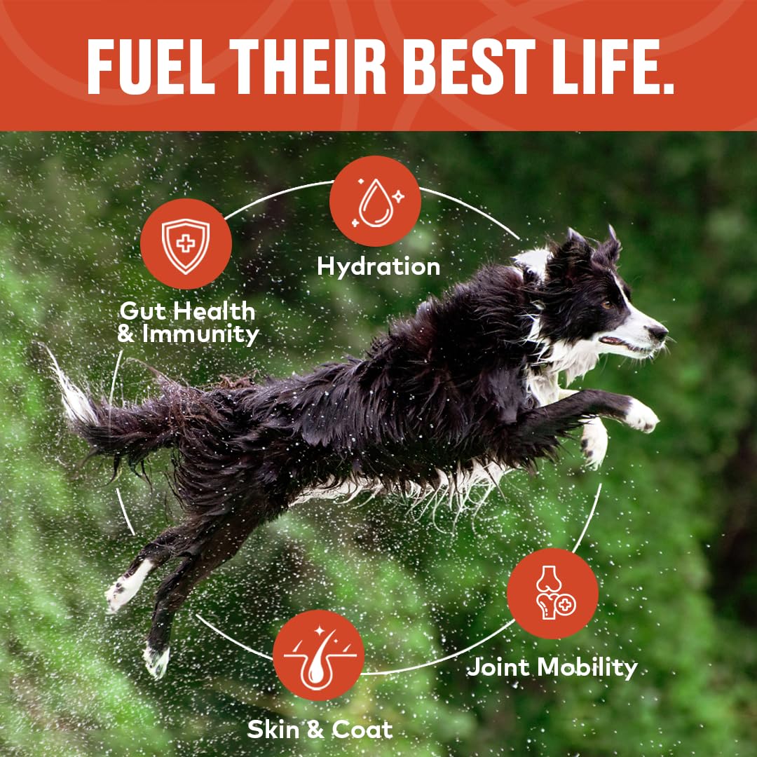 Furvor mealtime bone broth serve improves coat and energy during meals