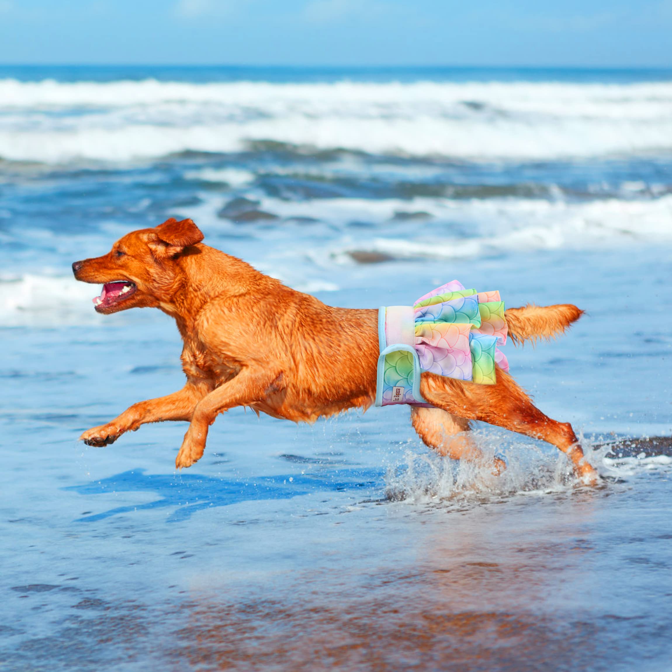 Fuz Bigaza washable puppy diapers stay bright after 300+ washes for eco-friendly care