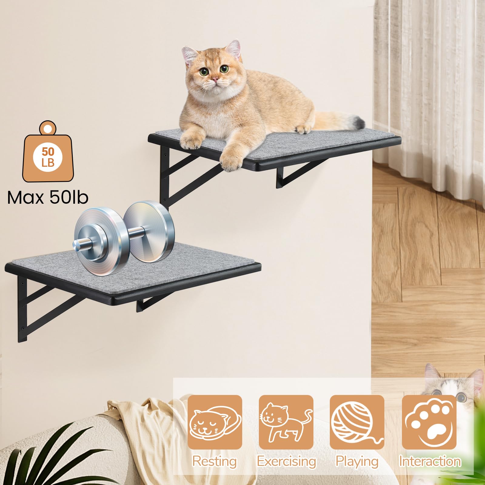 GADKE cat wall shelves window-perch captures sunlit spot for sunrise snoozes and scenery gazing.