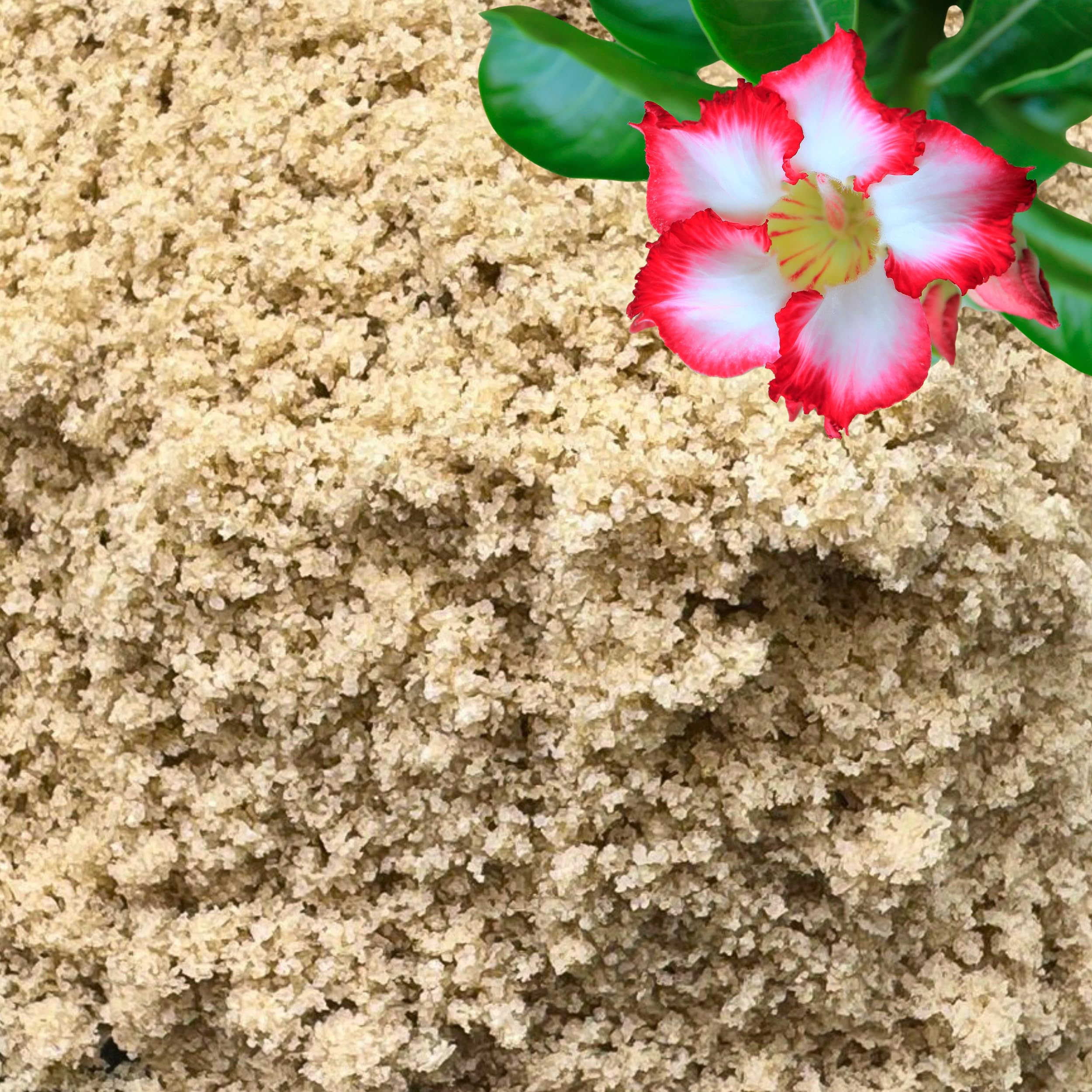 GARDENWISE fine sand in potting mix enhances drainage and aeration for indoor plants.