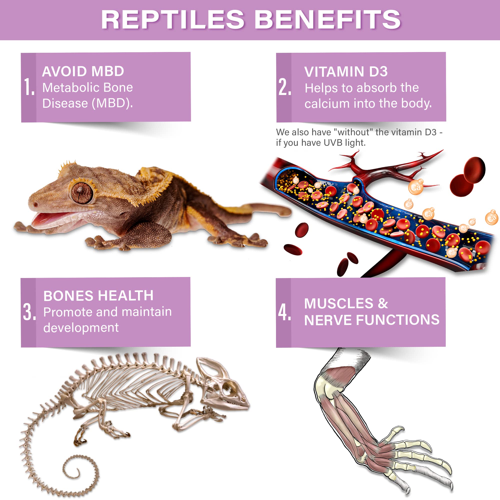 Gargeer gecko calcium phosphorus-free formula ideal for UVB-lit enclosures.
